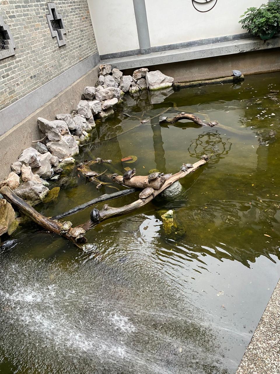 荃灣賽馬會德華公園成棄龜重災區，大量巴西龜等被遺棄。