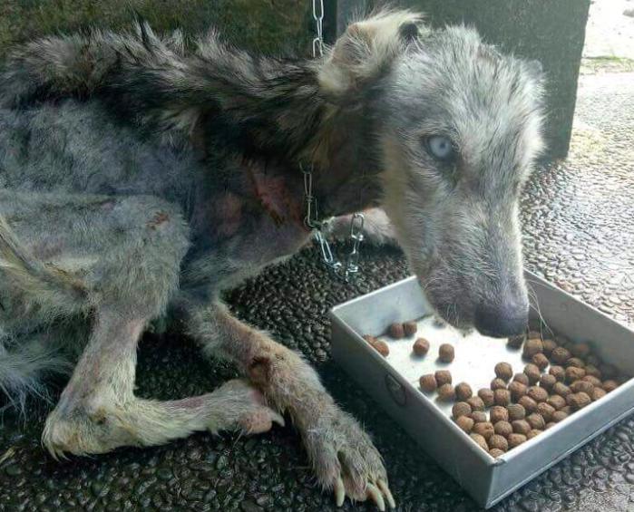 The dog was so malnourished it could barely stand up. Source: Rico Soegiarto