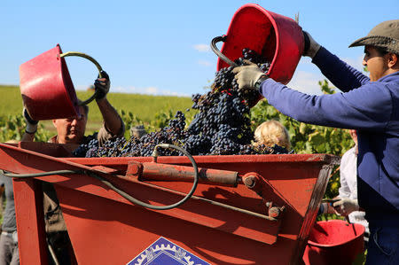 Workers harvest grapes in Nipozzano, Italy, September 21, 2017. Picture taken September 21, 2017. REUTERS/Isla Binnie