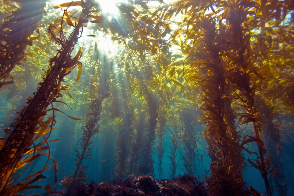 Some startups plan to use seaweed to absorb carbon dioxide from the ocean.<span class="copyright">Getty Images—Douglas Klug</span>