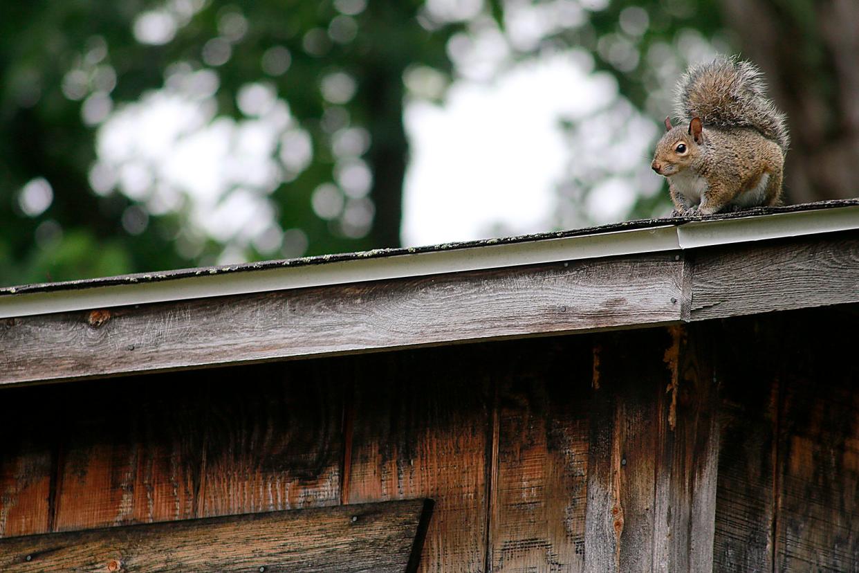 After a mid-morning rain on Wednesday, a squirrel is perched atop a shed on Myers Avenue in Ashland. The area received some much needed rain Wednesday.