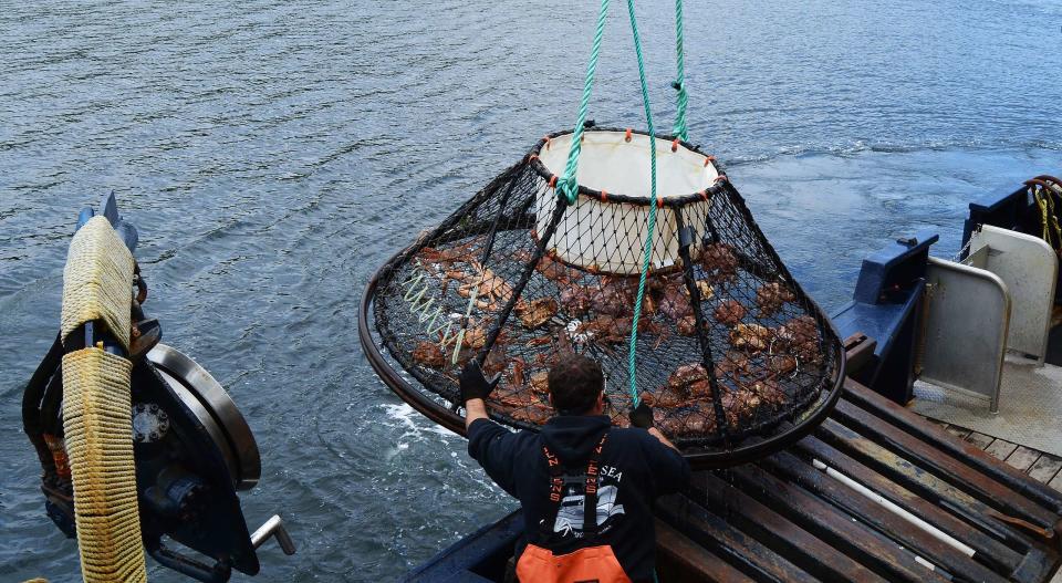美國阿拉斯加松葉蟹（雪蟹）3年內產量銳減70億隻，當局宣布取消松葉蟹捕撈季。