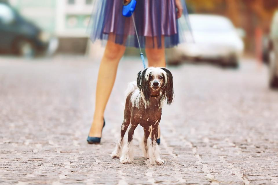 woman walking her  Chinese crested on cobblestone