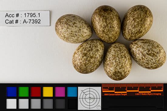 Black-billed magpie eggs on the new website launched by the Royal Saskatchewan Museum.  (birdeggsofcanada.ca - image credit)