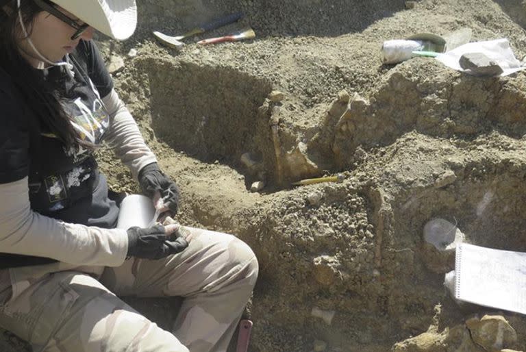 Hallaron en Chubut el esqueleto de un gigante marino que convivió con los dinosaurios. Ana Paula Carignano, una de las autoras del trabajo, en el sitio del hallazgo