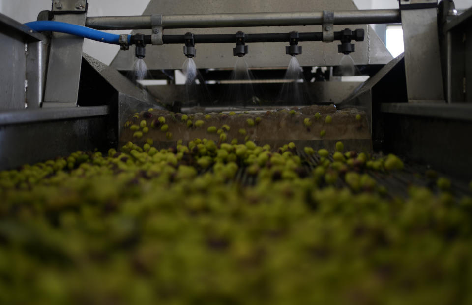 A machine sprays water over the olives at an olive oil mill in Spata suburb, east of Athens, Greece, Monday, Oct. 23, 2023. Across the Mediterranean, warm winters, massive floods, and forest fires are hurting a tradition that has thrived for centuries. Olive oil production has been hammered by the effects of climate change, causing a surge in prices for southern Europe's healthy staple. (AP Photo/Thanassis Stavrakis)