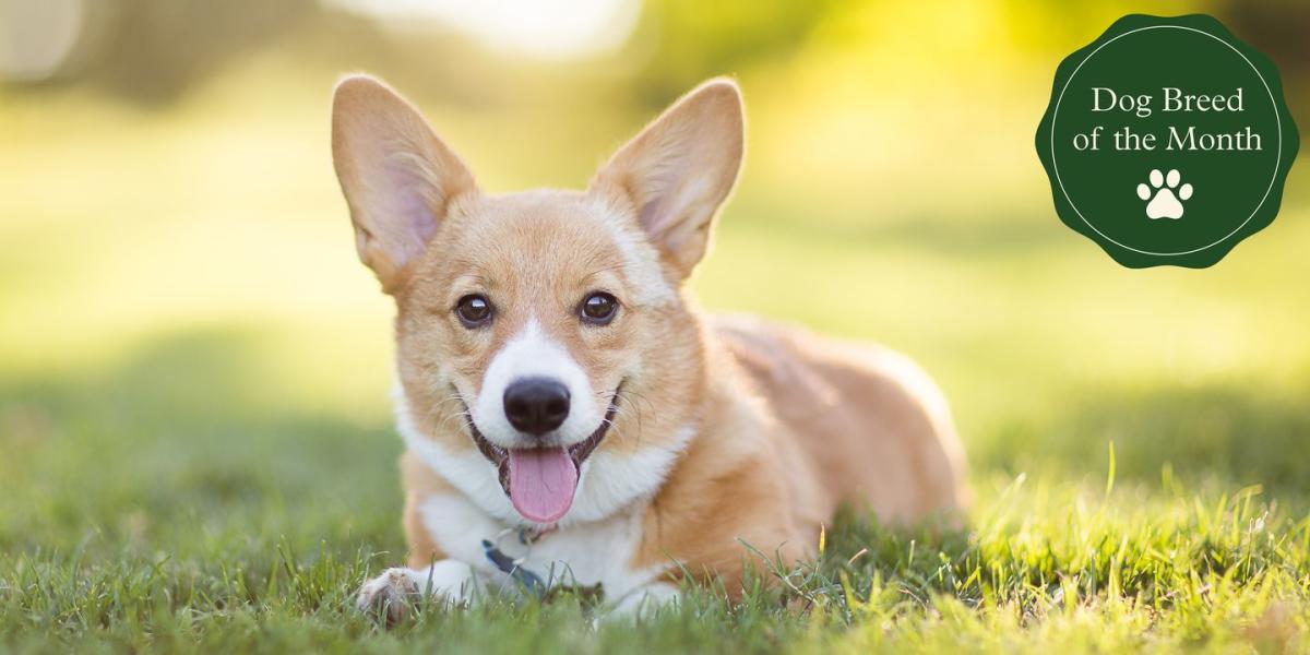 are welsh corgis good pets