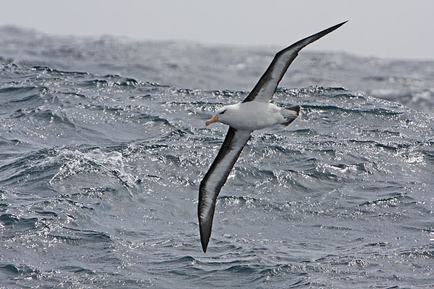 <b>Frozen Planet, BBC One, Wed, 9pm</b><br><b> Episode 2</b><br><br>Black-browed albatross off the coast of South Georgia. Adult Albatrosses have the largest wing span of any bird (between eight and 12 feet) and spend most of their life at sea, returning to land only to mate and feed their chicks. After a chick fledges, it won’t come to land for five years.