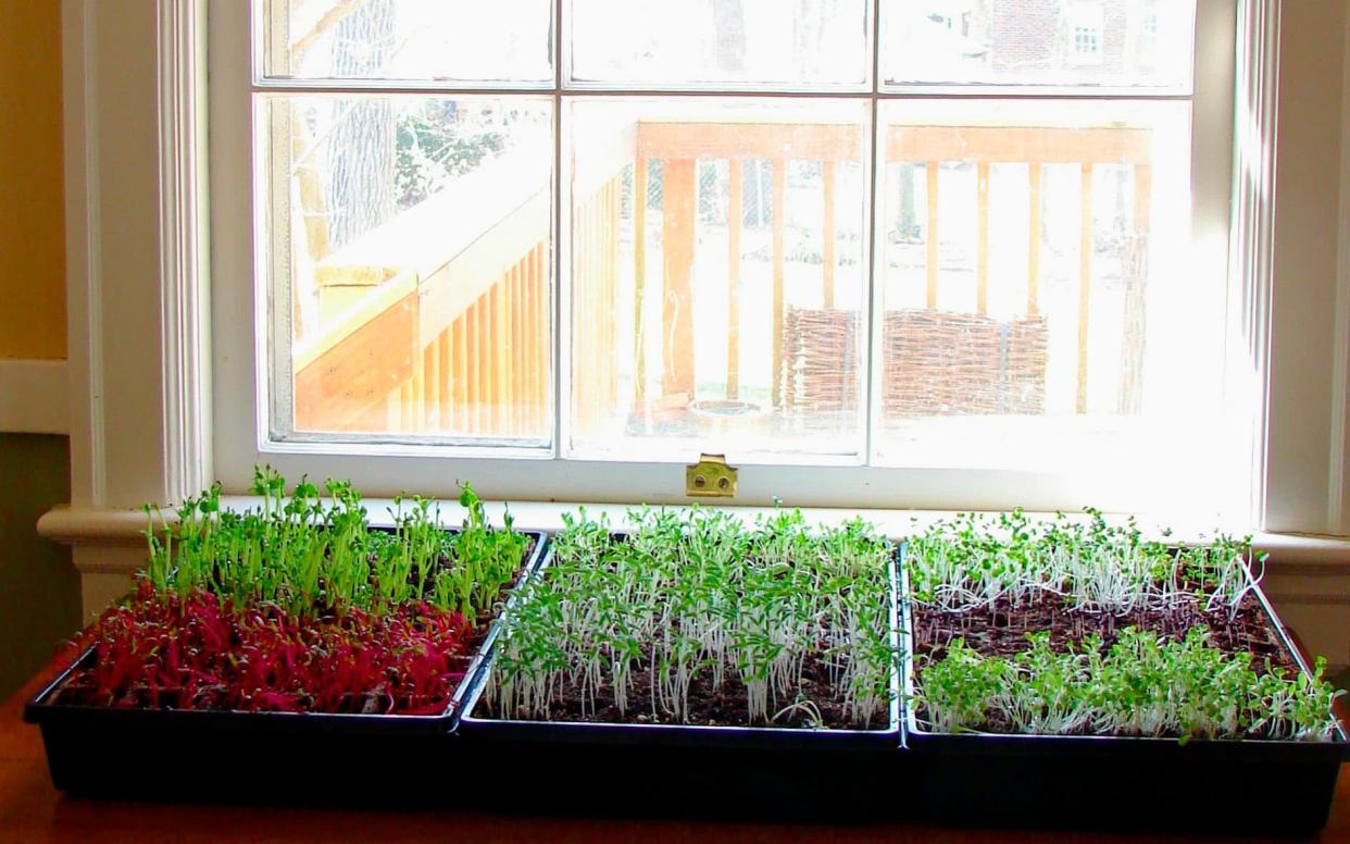 Microgreens can be grown on a sunny window year-round - Tribune News Service