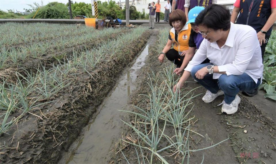 ▲海葵颱風帶來間歇性強風和大雨成災，已在彰化縣埔鹽、溪湖等鄉鎮，嚴重危害青蔥和花椰菜等農作物，彰化縣長王惠美前往產地視察農損情況。（圖／記者陳雅芳攝，2023.09.04）