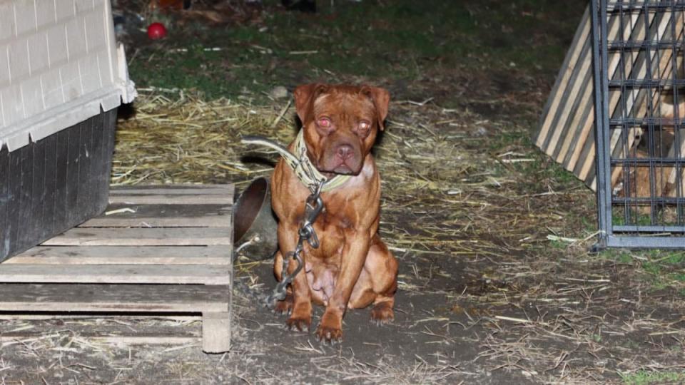 Two of the dogs rescued from the Embury Avenue residence in Neptune.