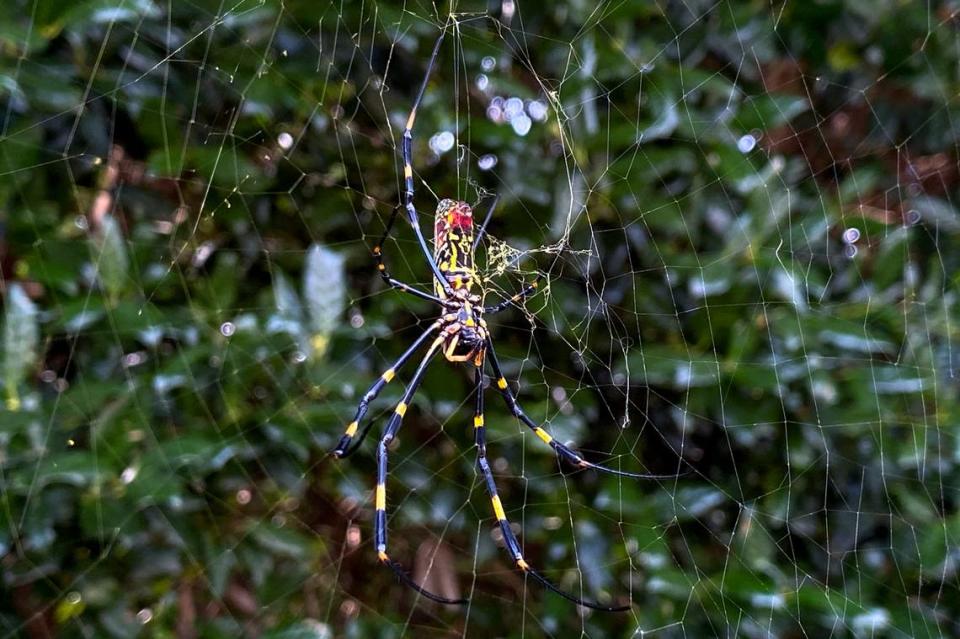 The joro spider, a large spider native to East Asia, is seen in Johns Creek, Ga., on Sunday, Oct. 24, 2021. The spider has spun its thick, golden web on power lines, porches and vegetable patches all over north Georgia this year – a proliferation that has driven some unnerved homeowners indoors and prompted a flood of anxious social media posts. (AP Photo/Alex Sanz) Alex Sanz/AP