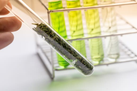 Marijuana plant matter in a test tube.