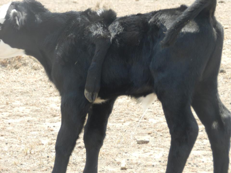 A NSW calf is pictured with a fifth leg dangling off its side.