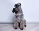 <p>Like many other terrier breeds, these elegant-looking dogs don't shed. The Kerry Blue Terriers get their name from the <a href="https://www.akc.org/dog-breeds/kerry-blue-terrier/" rel="nofollow noopener" target="_blank" data-ylk="slk:color of their coat;elm:context_link;itc:0;sec:content-canvas" class="link ">color of their coat</a>, which comes in rich shades of blue and gray. Since they don't shed, owners need to brush their fur at least once a week to avoid matting. </p>