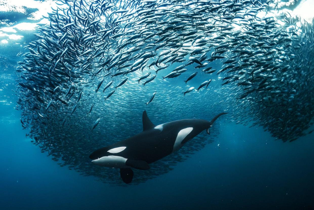 A female orca splitting a herring bait ball. Skjervøy, Norway.