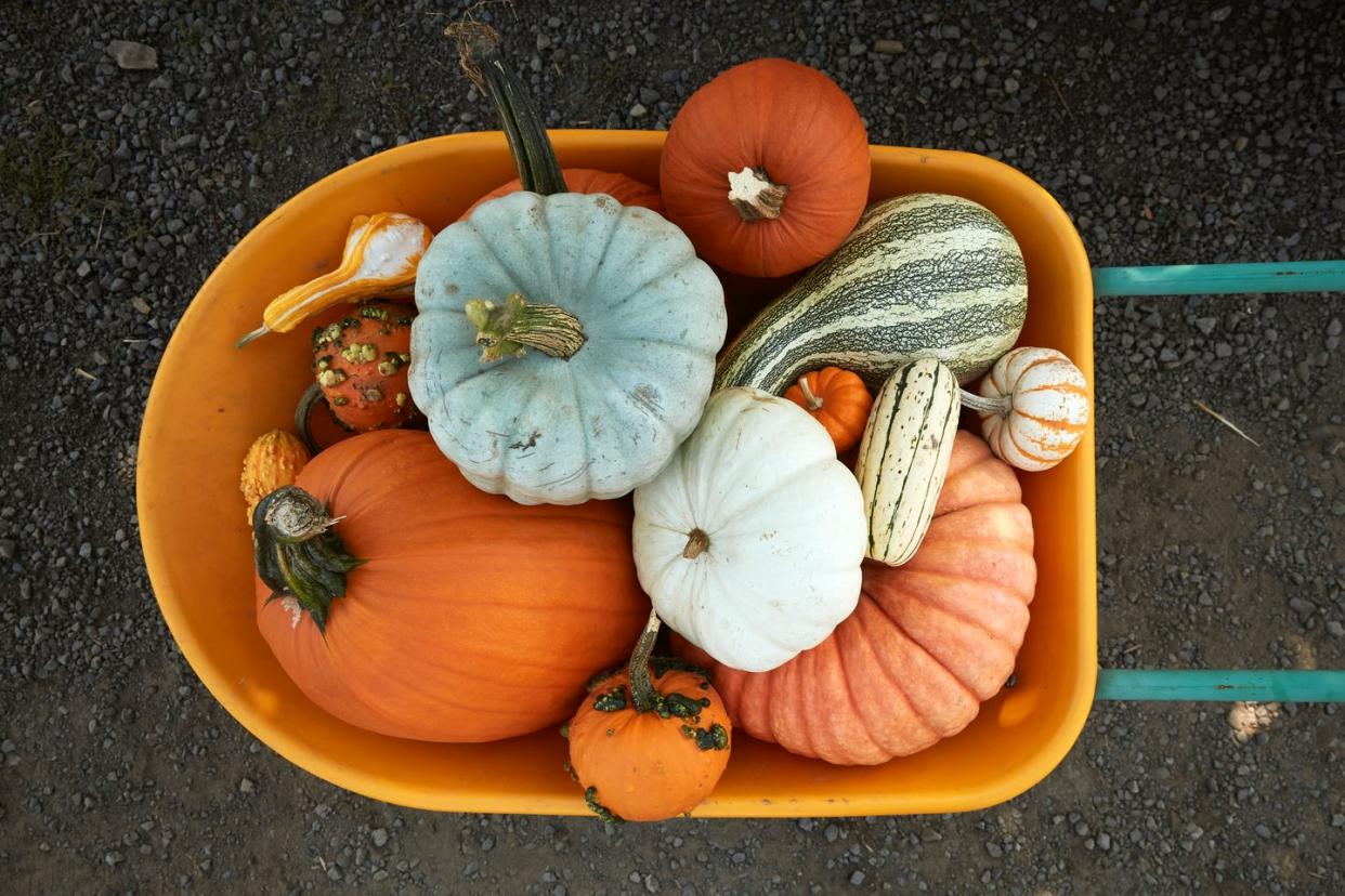 vegetables that are actually fruit pumpkin