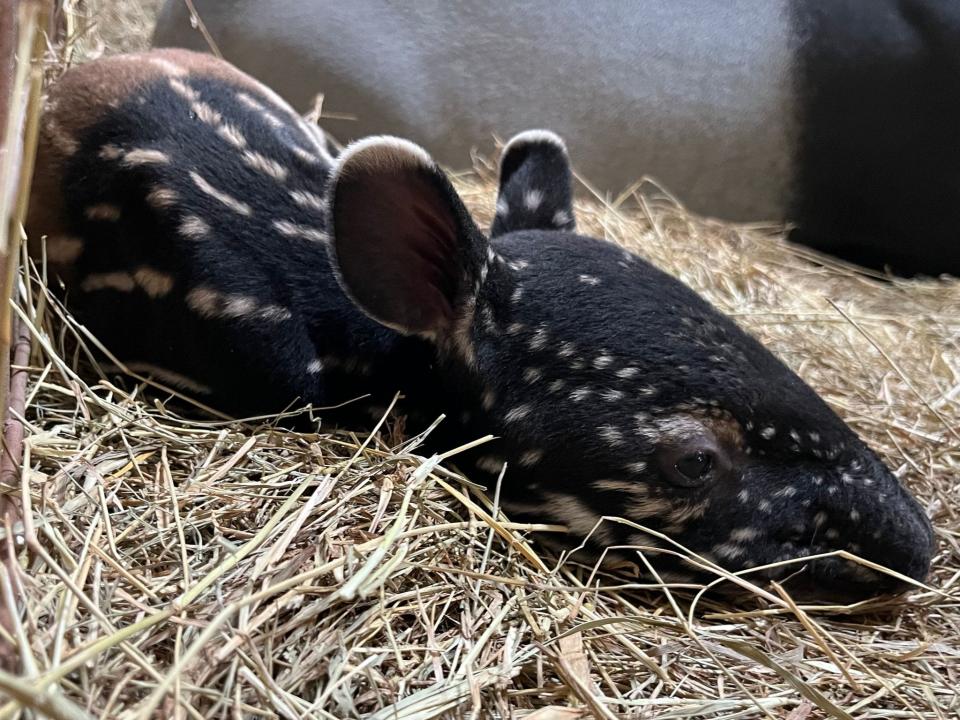 Malayan tapir calf born at the ZooTampa at Lowry Park in March 2024.The Malayan tapir is an endangered species.