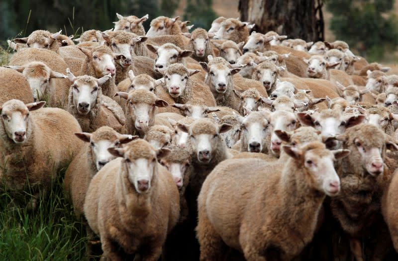 FILE PHOTO: A flock of sheep walks through the Charlie Bragg farm in Cootamundra