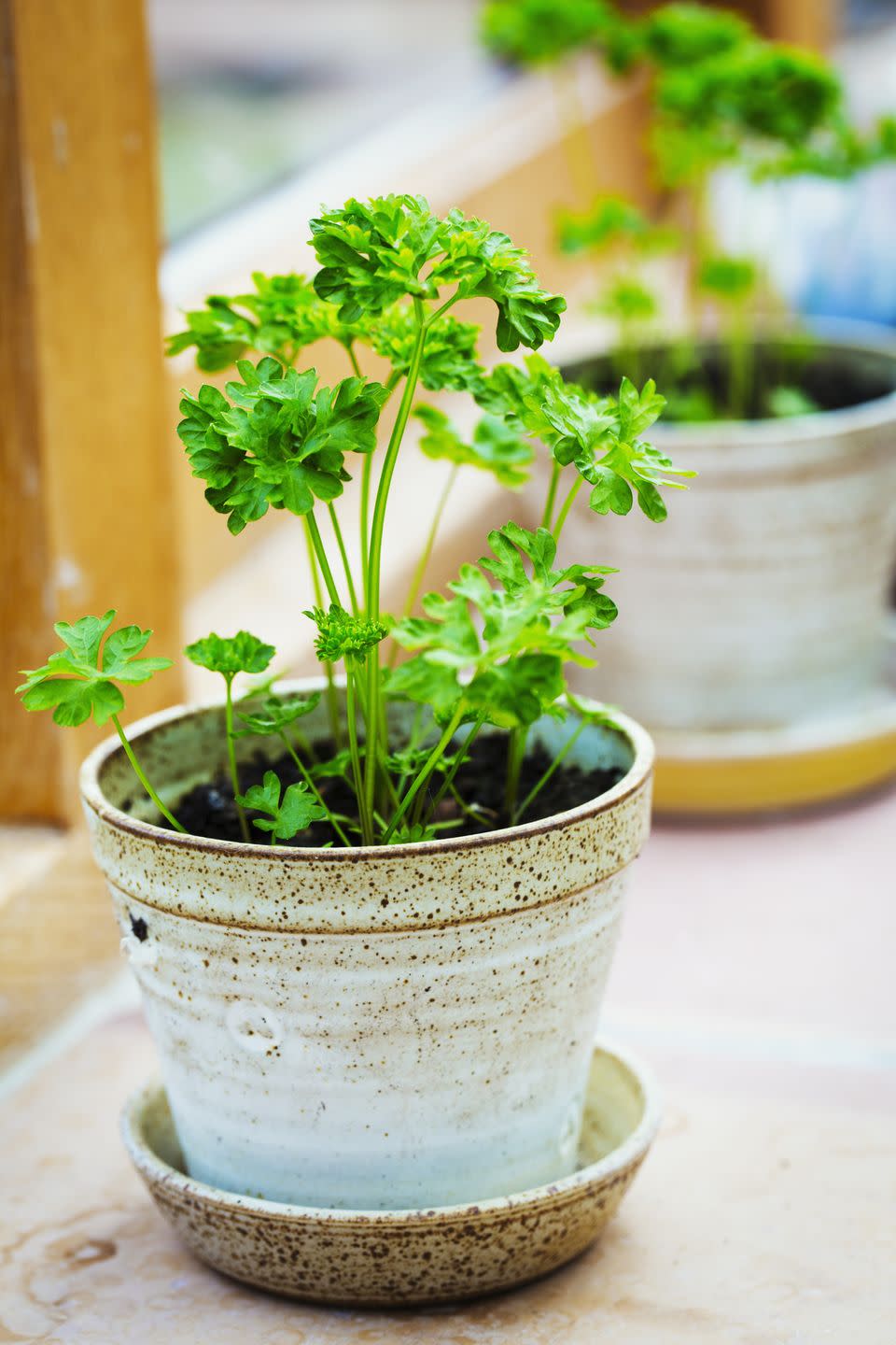 11) Parsley Plant