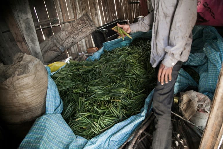 A farmer shows his raw vanilla pods. High prices are making many producers flush with cash