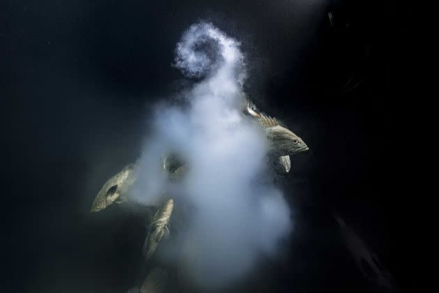 <p>Vainqueur catégorie &quot;Photographe de l'année&quot;. Laurent Ballesta, pour sa photo de mérous dans un nuage de&nbsp;tourbillonnant d'œufs fécondés.</p>