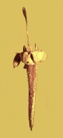 The flower, Strychnos electri, encased in amber, is shown in this handout photo provided by George Poinar of Oregon State University February 15, 2016. REUTERS/George Poinar/Handout via Reuters