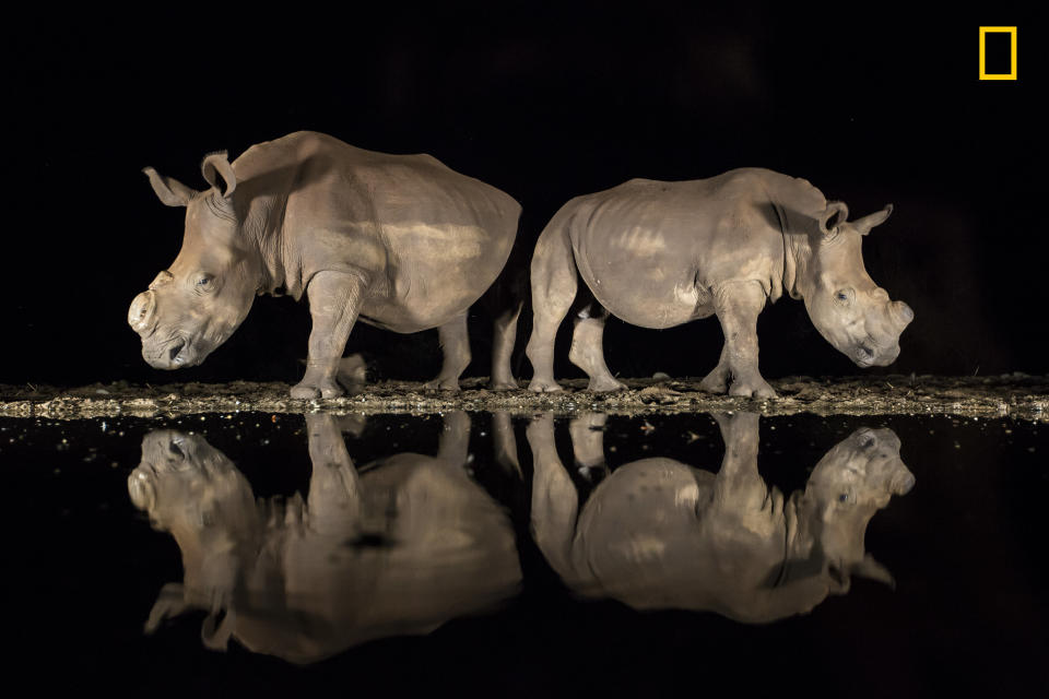 As the late-night hours ticked by and my eyelids grew heavy, two southern white rhinoceroses appeared silently from the shadows to drink from a watering hole in South Africa&rsquo;s Zimanga Game Reserve. On alert, they stood back to back, observing their surroundings before lowering their heads. I felt privileged to share this moment with these endangered animals. <br />While I was well prepared technically, with my camera set correctly on a tripod, I underestimated the emotional impact the magnificent beasts would have on me. I had photographed them months earlier, and now both rhinos sported a new look: They had been dehorned to deter poachers. I had heard about this development but had not yet seen them. I was full of emotion -- and horror -- that poaching had such a devastating effect. It must have been a hard decision to dehorn their rhinos, and I am grateful for the reserve&rsquo;s efforts.