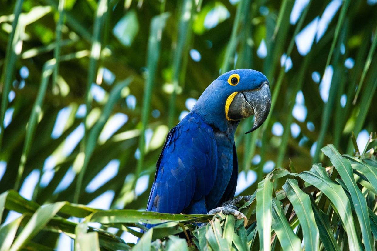 Hyacinth Macaw sitting on a palm tree