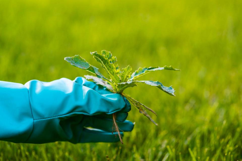 Pulling Weeds Tips