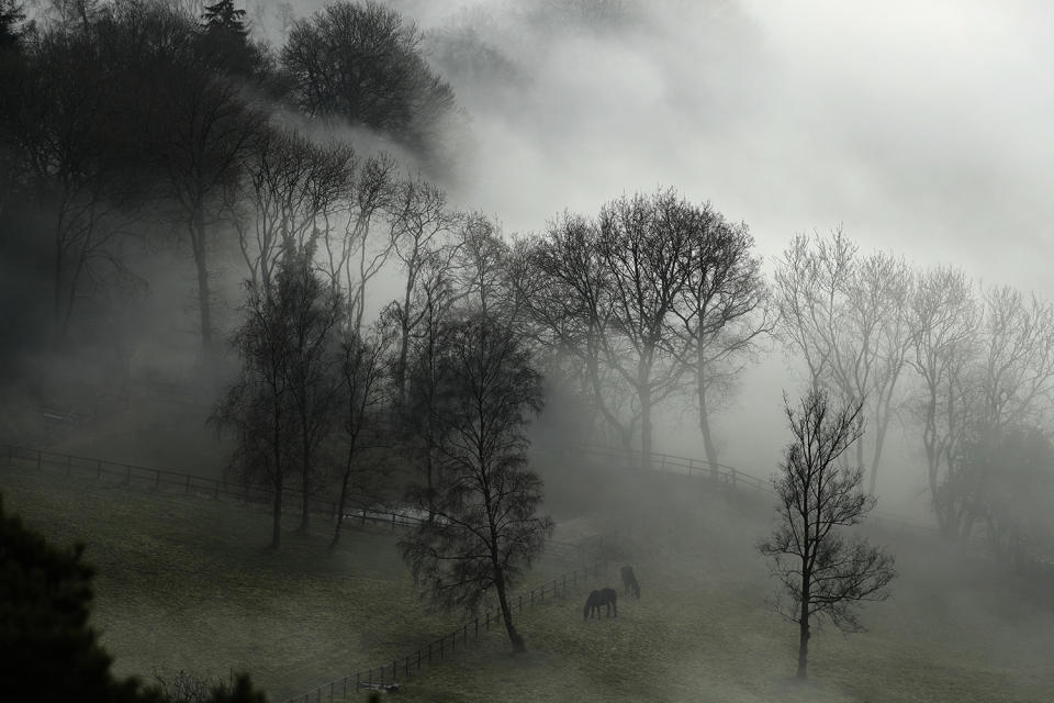 Horses graze in a paddock in Surrey, England