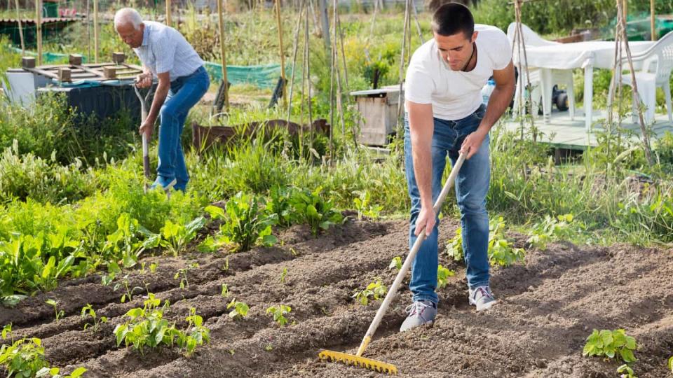 Elderly father and adult son work in the garden