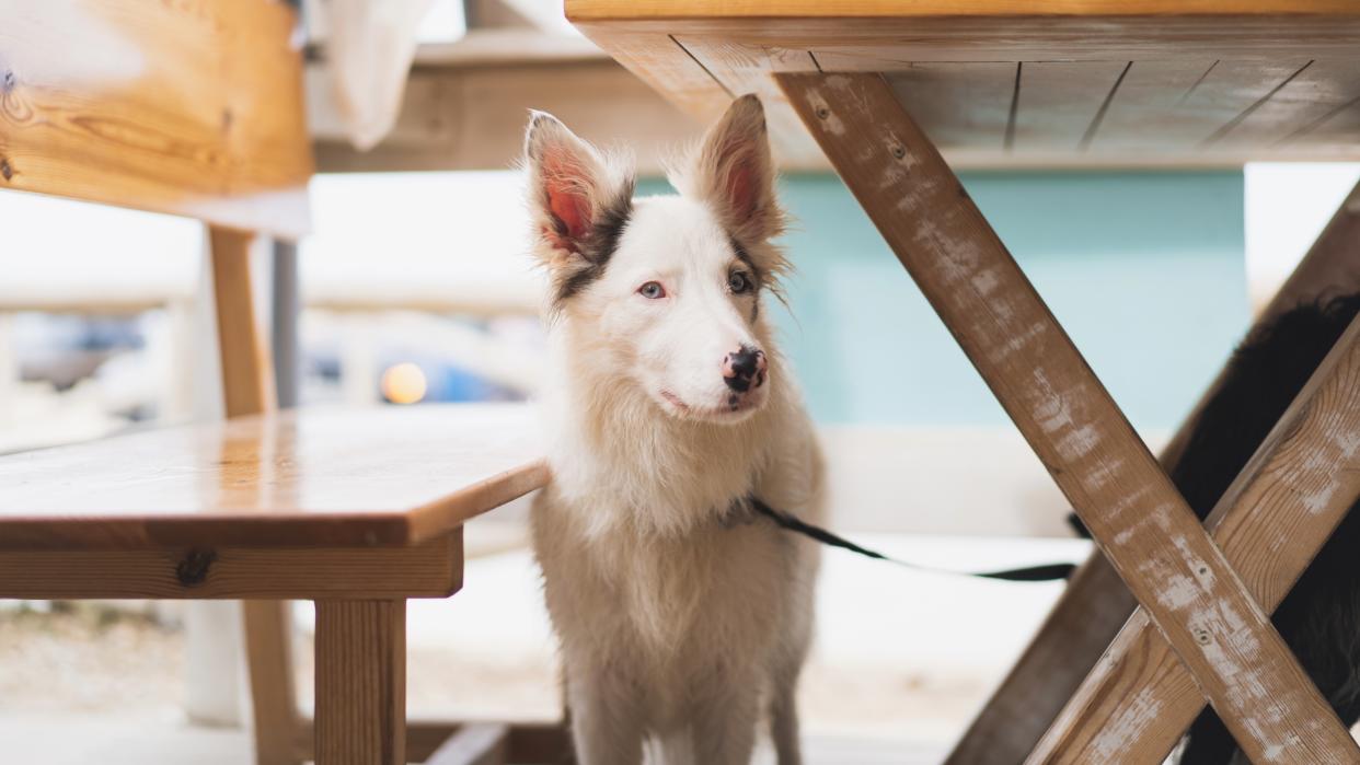 Border collie