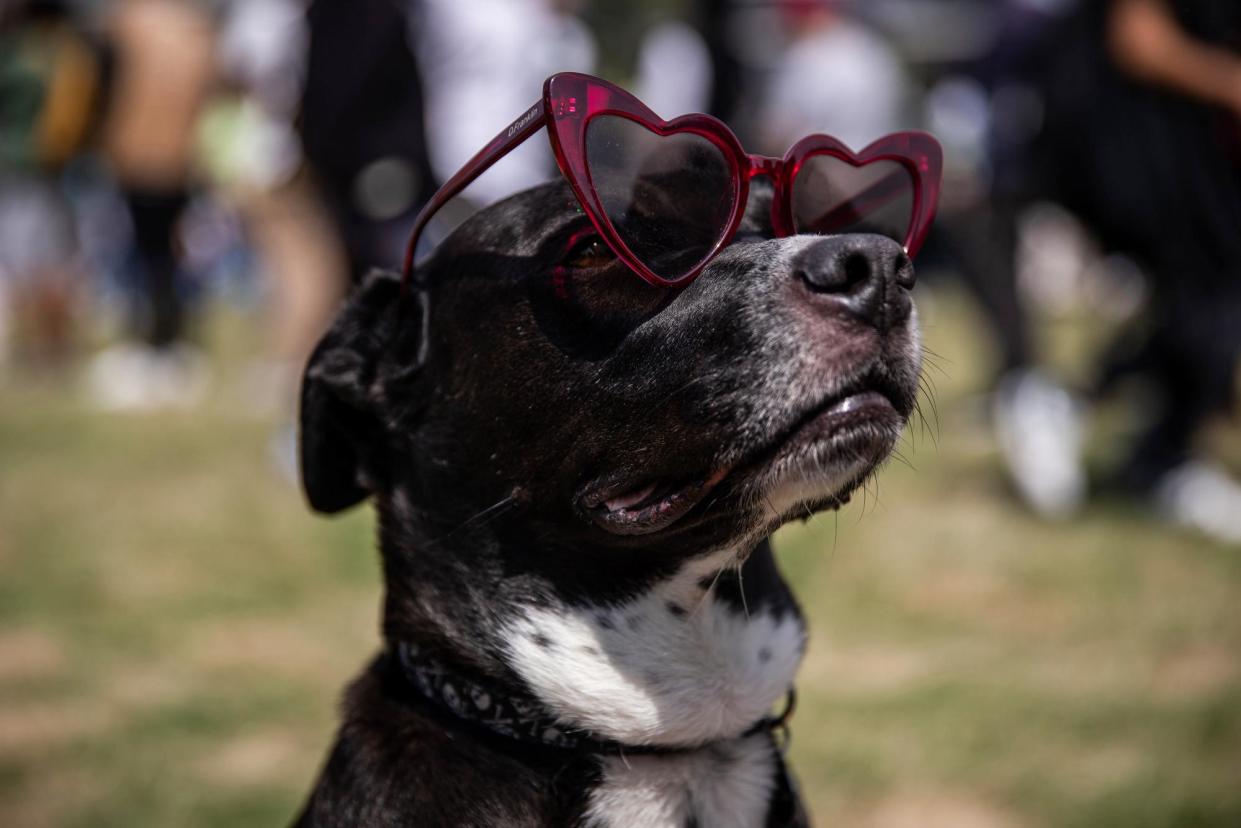 <span>A dog wears sunglasses during an annular solar eclipse in Mexico City, Mexico, on 14 October 2023.</span><span>Photograph: Daniel Cardenas/Anadolu via Getty Images</span>