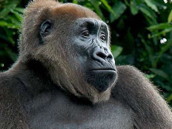 <p><strong>Le gorille de la rivière Cross</strong><br>Ce primate que l’on trouve au coeur des forêts tropicales et subtropicales de la zone frontalière du Nigeria et du Cameroun est l’espèce de gorille la plus menacée du globe. En 2000, seuls entre 150 et 200 individus ont été recensés, vivant en petits groupes dispersés. Crédit photo : Arend de Haas, African Conservation Foundation. </p>