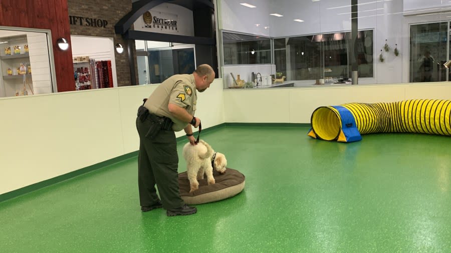 Bolo the therapy dog (Photo: WKRN)