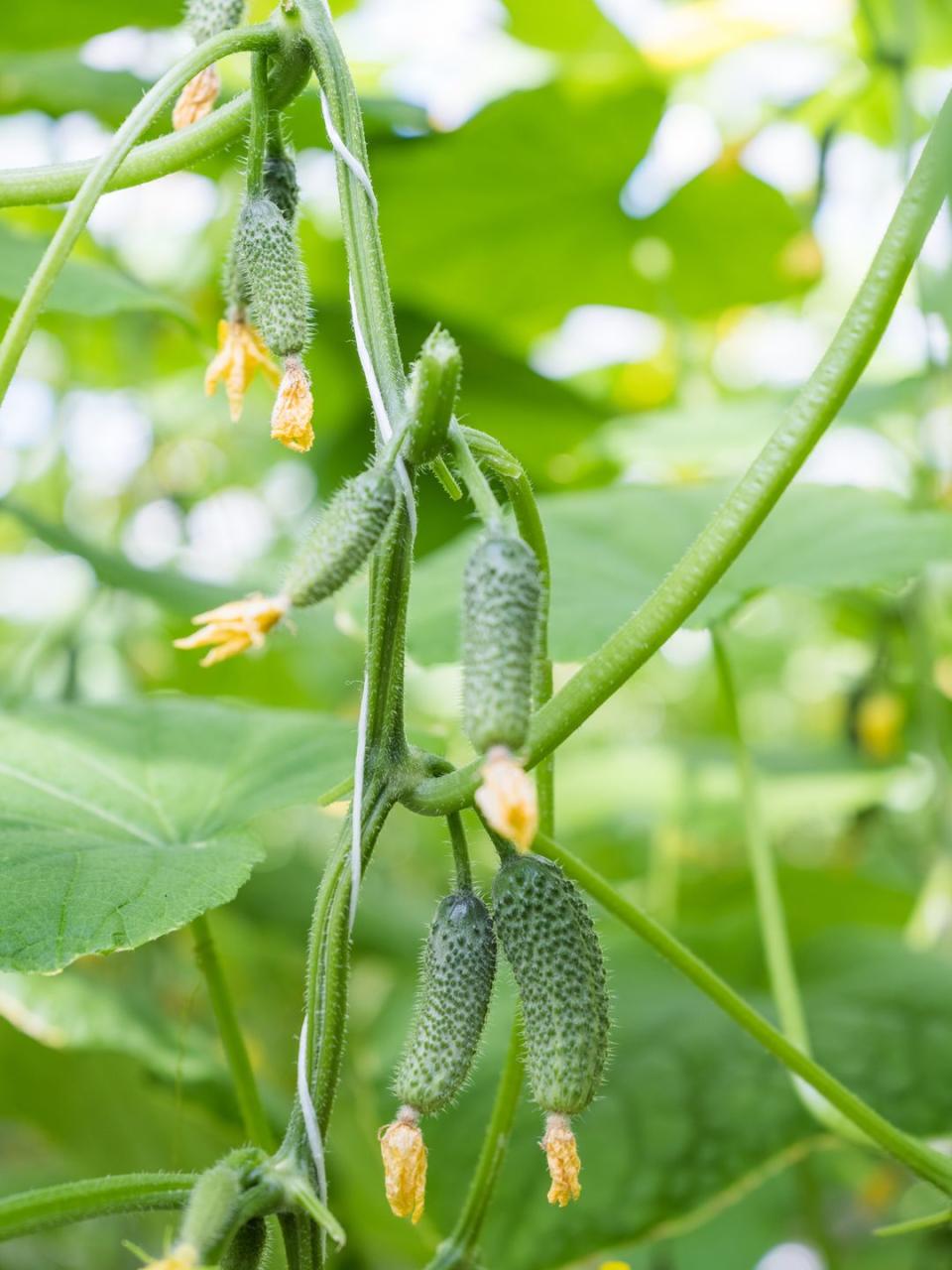 14) Cucumbers