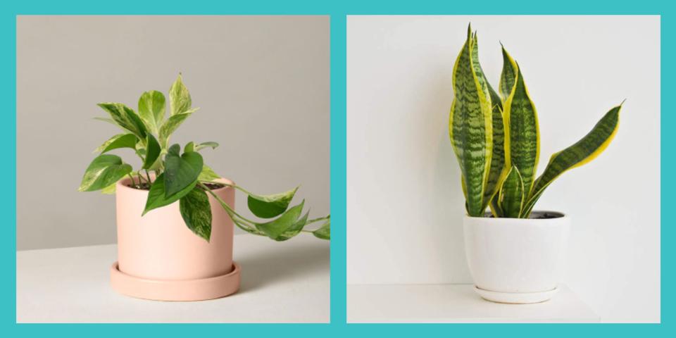 It’s Nearly Impossible to Kill These 30 Indoor Plants