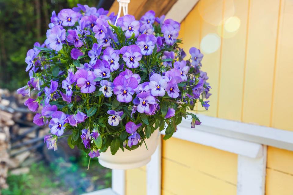 best indoor and outdoor hanging plants pansies