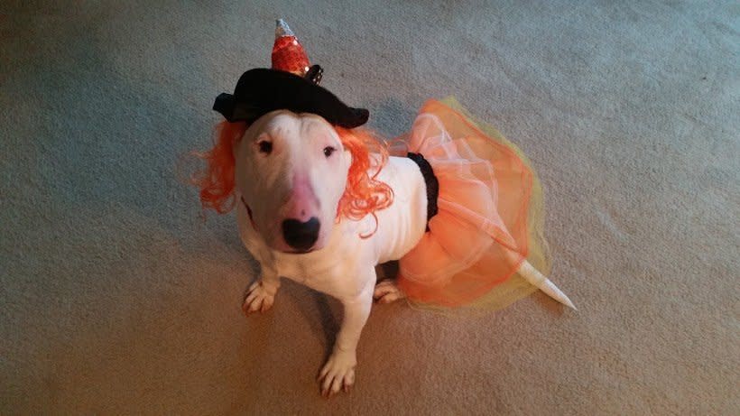 Millie is so receptive to new experiences she even cottoned to being dressed up in a&nbsp;tutu for Halloween.