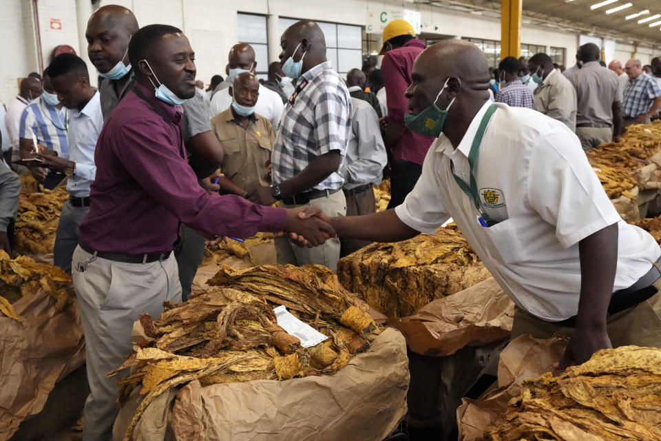 Farmers and auctioneers shake hands during the official opening of the tobacco marketing season in Harare, Zimbabwe, Wednesday, March, 8, 2023. Zimbabwe's tobacco is expected to increase following good rains as more farmers have planted this crop. Tobacco is one of the biggest export earners in the Southern African country. (AP Photo/Tsvangirayi Mukwazhi)