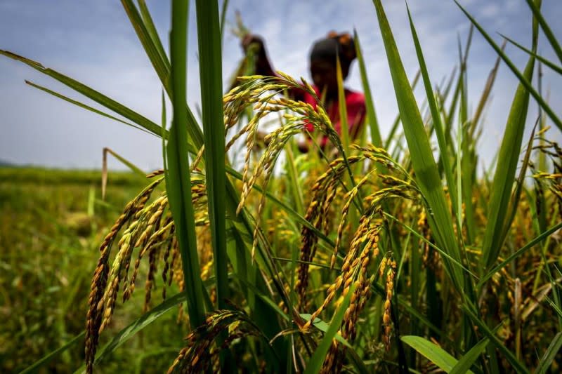 2022年5月23日，印度古瓦哈提的農民正在收割稻田。（美聯社）