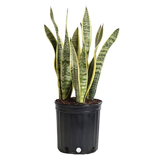 6) Snake Plant