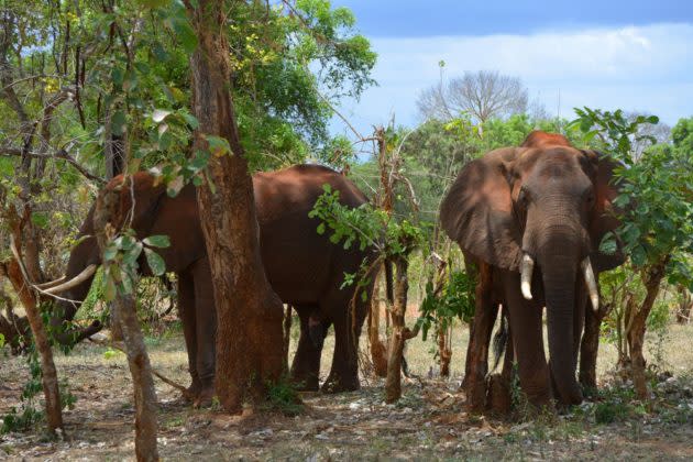 Elephants in Tanzania