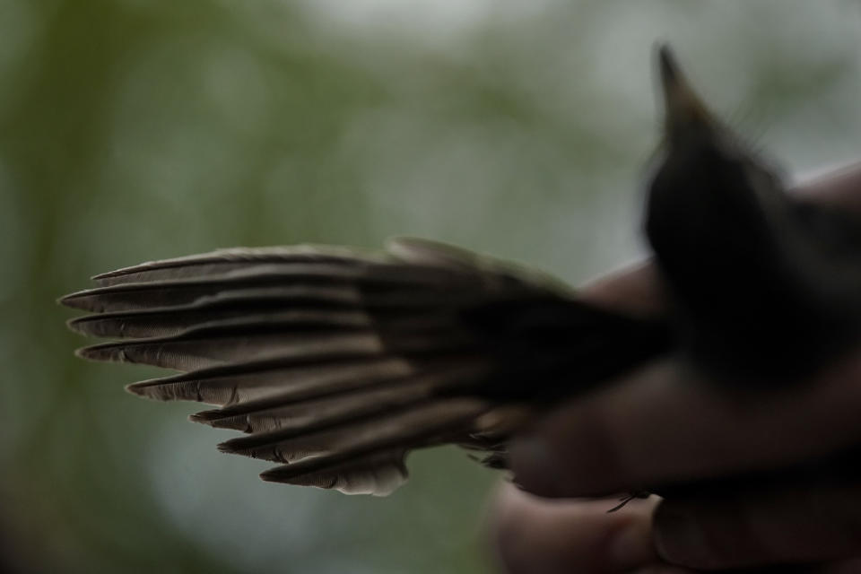 Avian ecologist and Georgetown University Ph.D. student Emily Williams holds a robin to examine its wings, Wednesday, April 28, 2021, in Cheverly, Md. “Realizing that this tiny animal that can fit in the palm of your hand can travel thousands and thousands of miles one way in spring, and then does it again later in the year, was just amazing to me,” she said. “I have always been dazzled by migration.” (AP Photo/Carolyn Kaster)