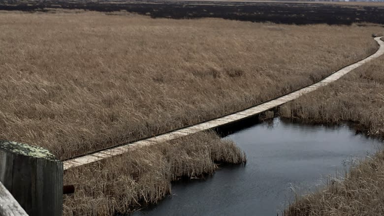 Cause of Point Pelee fire changed to 'undetermined' in light of new evidence