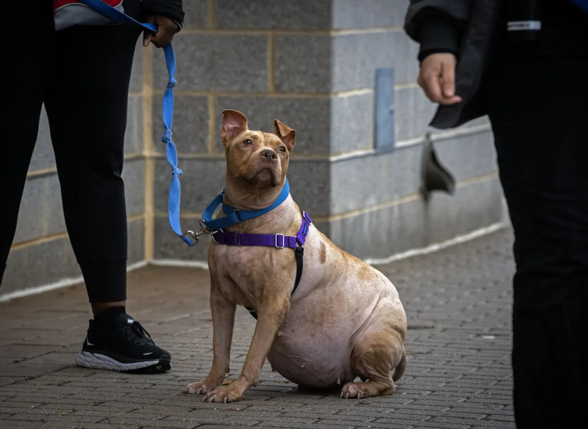 No one wanted Princess Fiona. Then the balding, potbellied pit bull met a little..