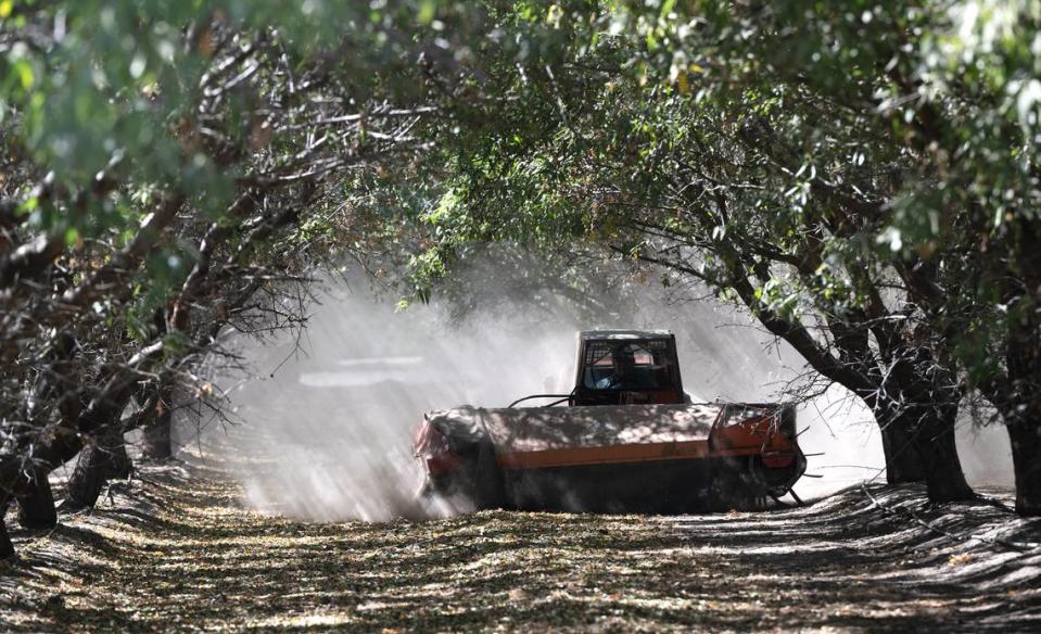 A farmer sweeps almonds into windrows at an orchard in Modesto, Calif., Tuesday, Sept. 12, 2023.