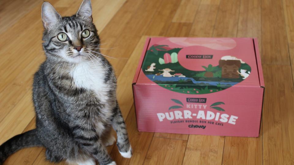 Best gifts for cat mom: Chewy Goody Box