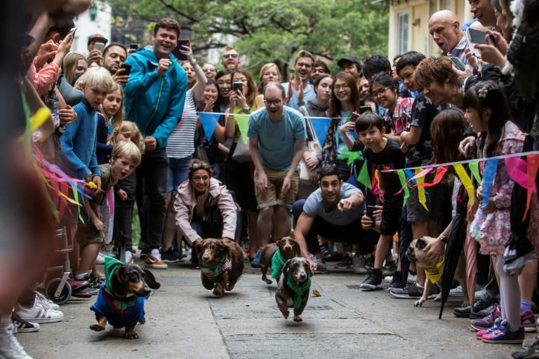 Owners and their dogs take part in "HK Doggie Dash 2018"